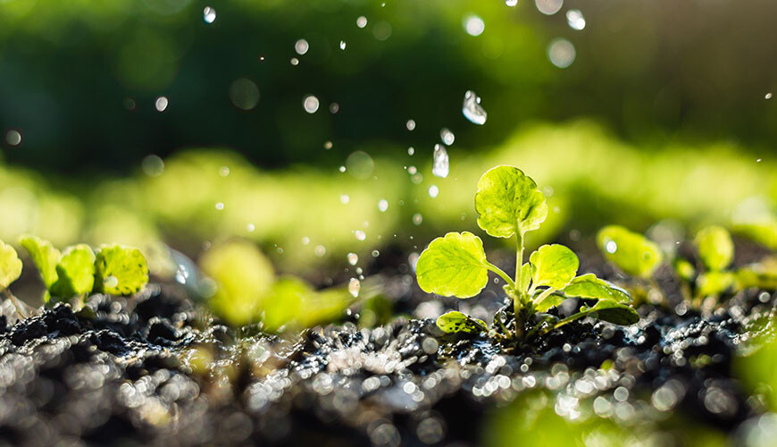 Groei en bloeifactoren blog bac