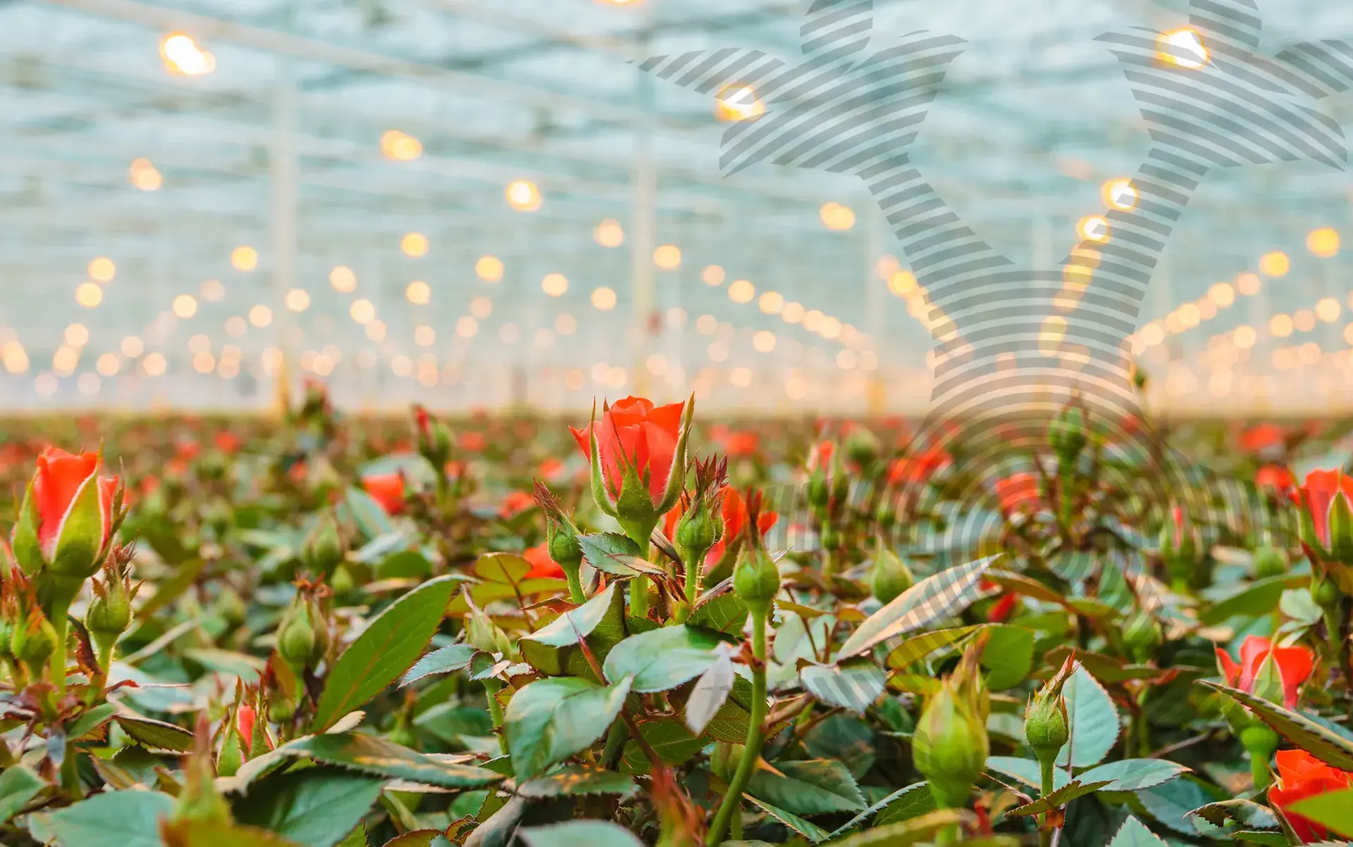 Header Overige producten 3