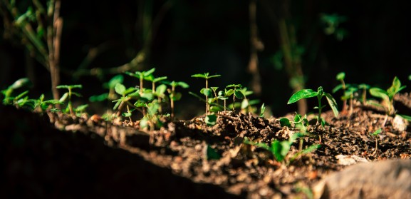 BAC-Online-gezonde-plant.jpg