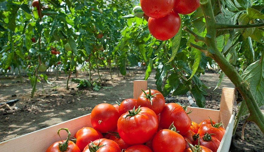 tomatenzaden sneller ontkiemen